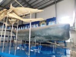 マッコウクジラの骨格標本と実物大模型を展示している「中国魚文化博物館」