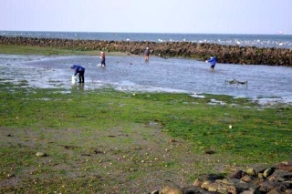島原市に復元されたスクイで魚とりをする市民