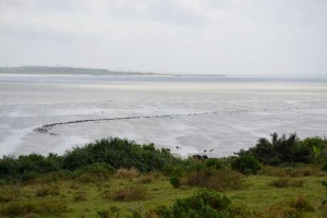 西表島古見（こみ）集落の沿岸に残るカキの石積み