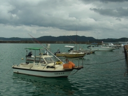 写真２　芦徳港のシイラ漁船