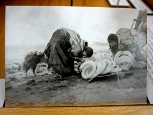 セイウチの腸を採取する女性