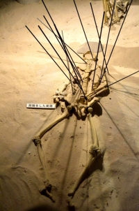 土井が浜遺跡・人類学ミュージアムに展示されている弥生人骨